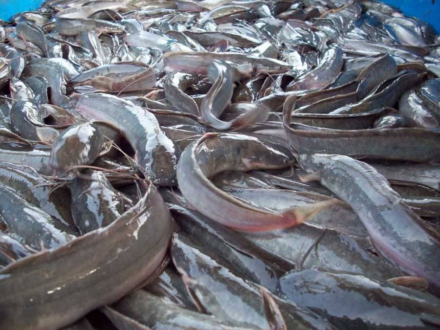 Catfish and water