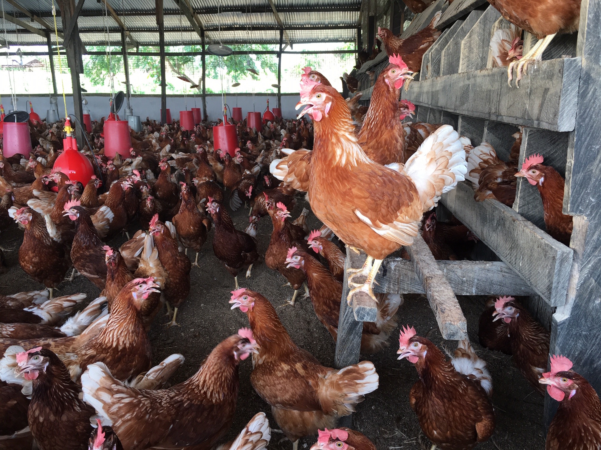 Poultry and cocks