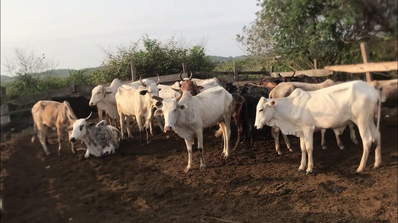 Cows in a pasture