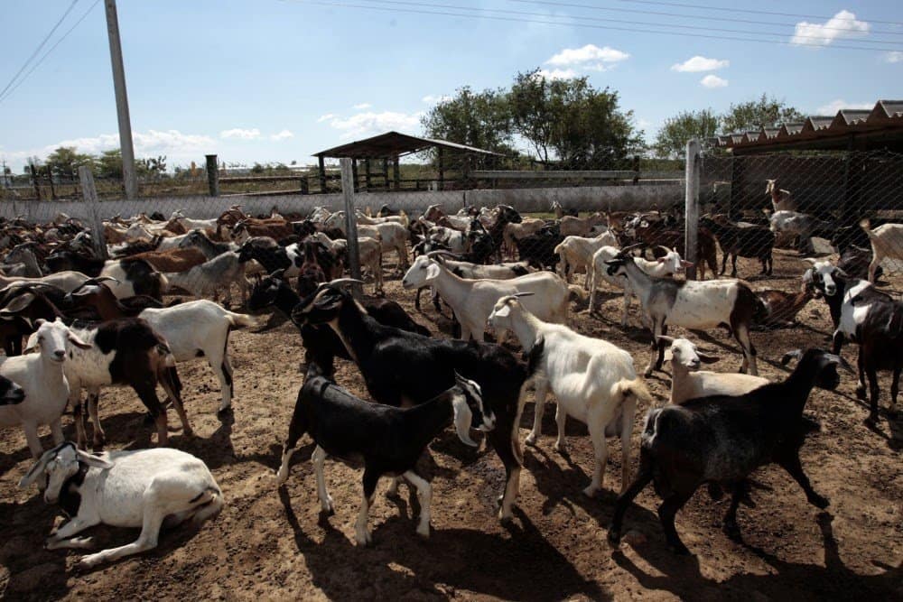 Goats on a farm