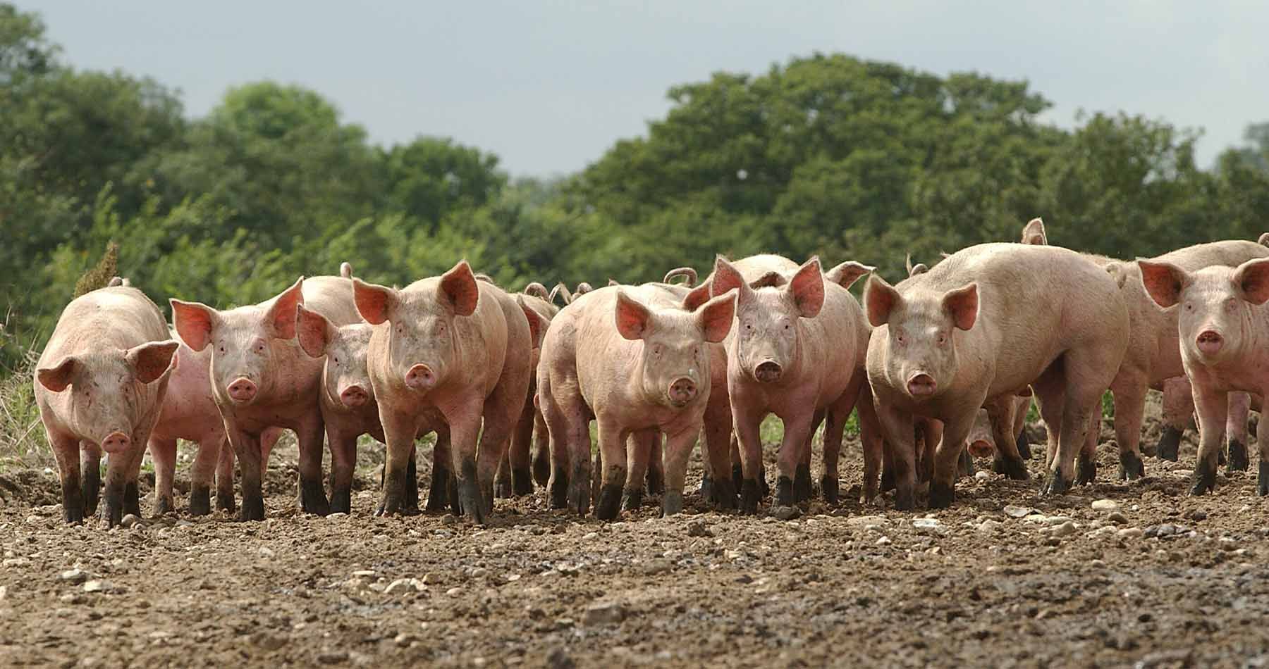 Pigs on a farm