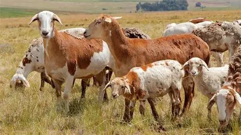 Sheep in a farm environment